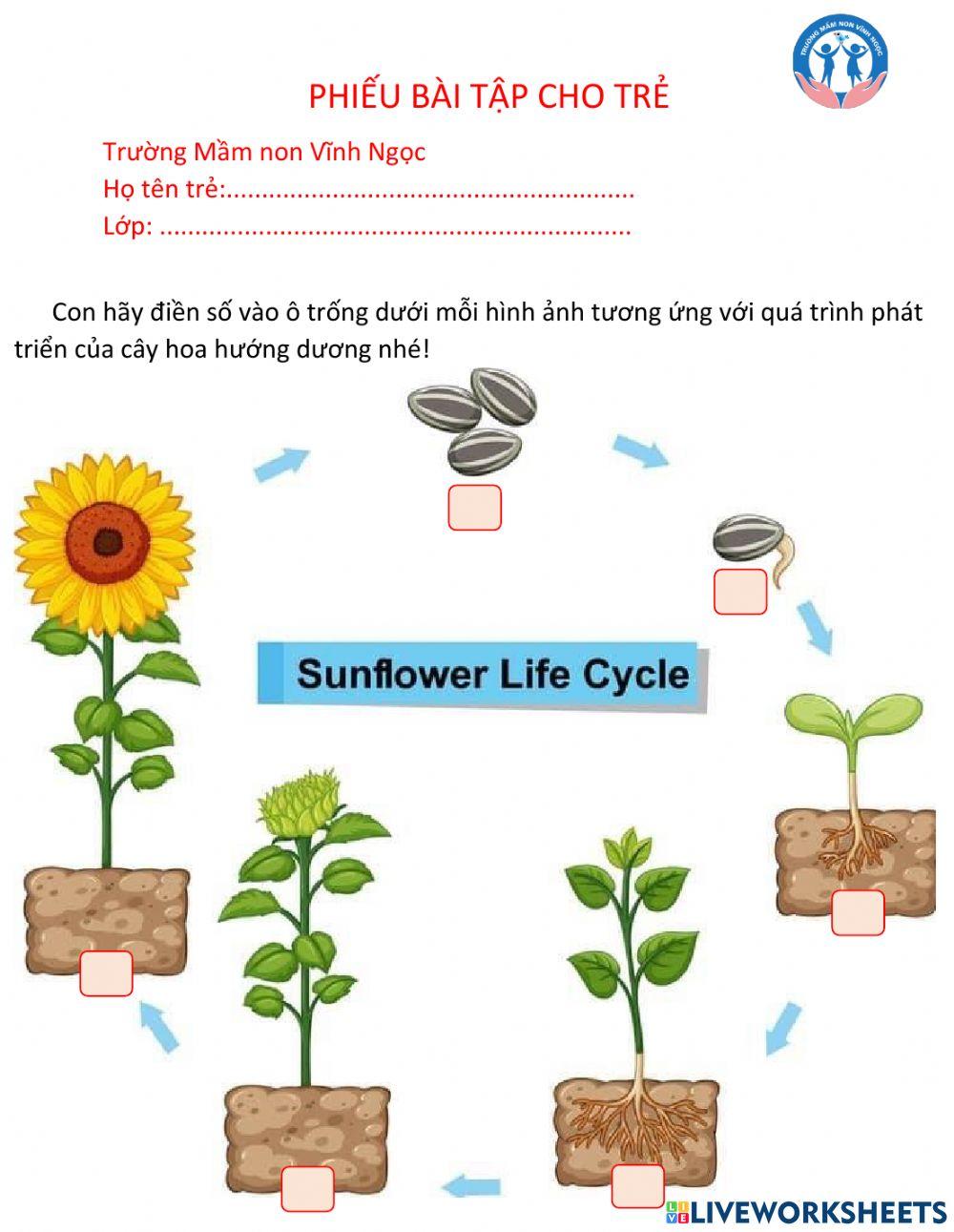 Quá trình phát triển của cây từ hạt