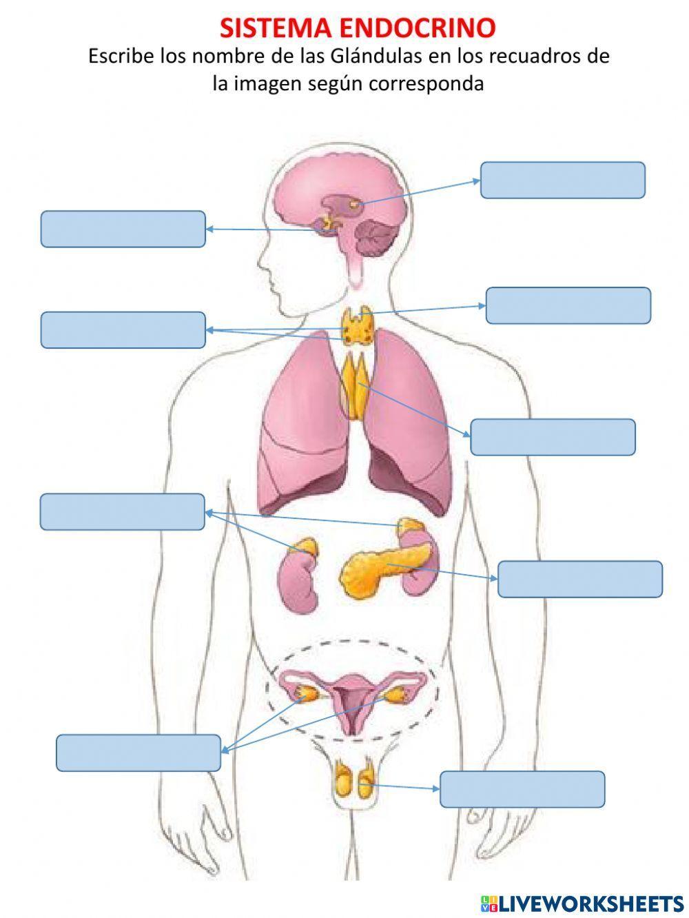 1913240 el sistema endocrino jinelynet matos resto