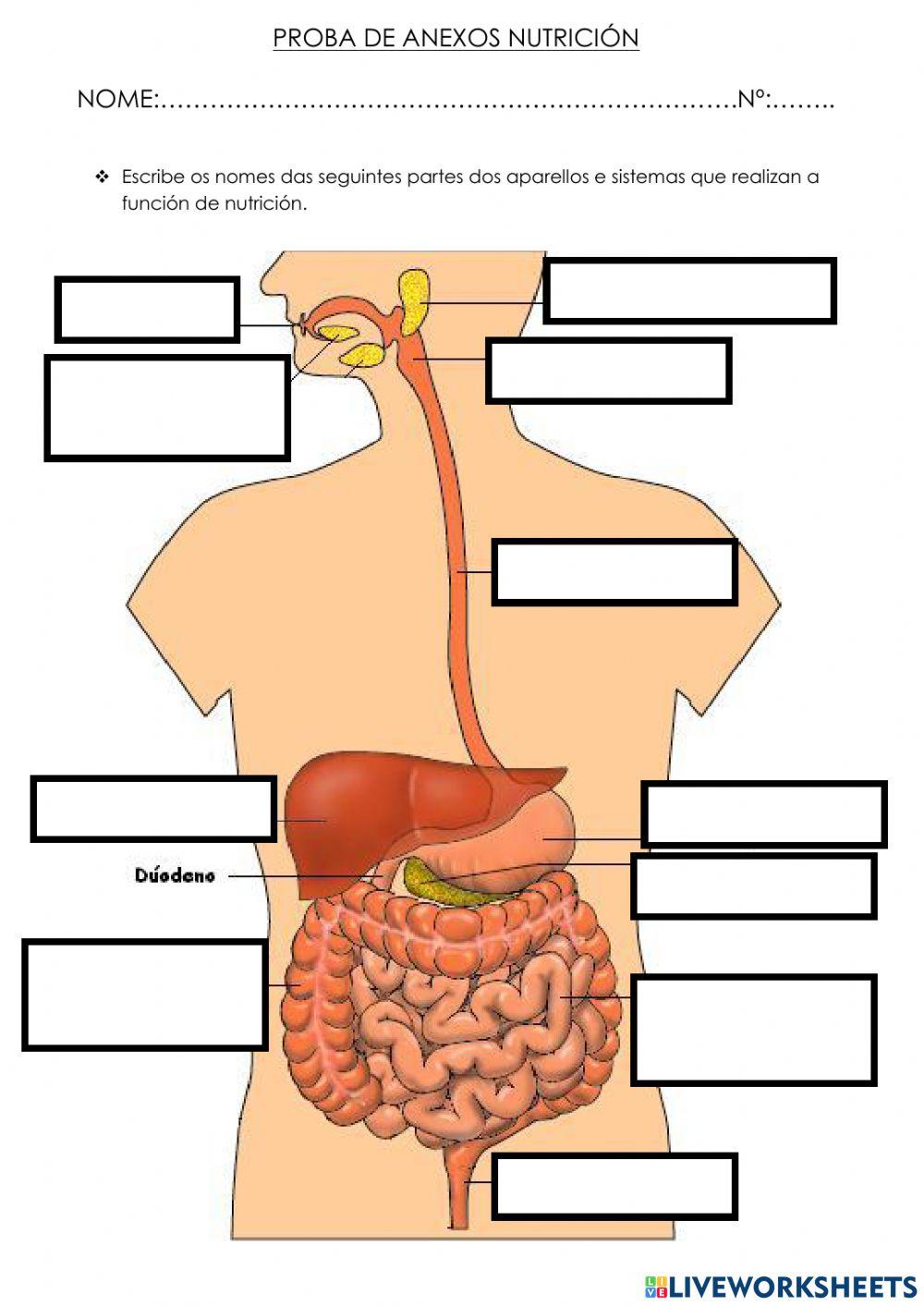Proba anexos nutrición