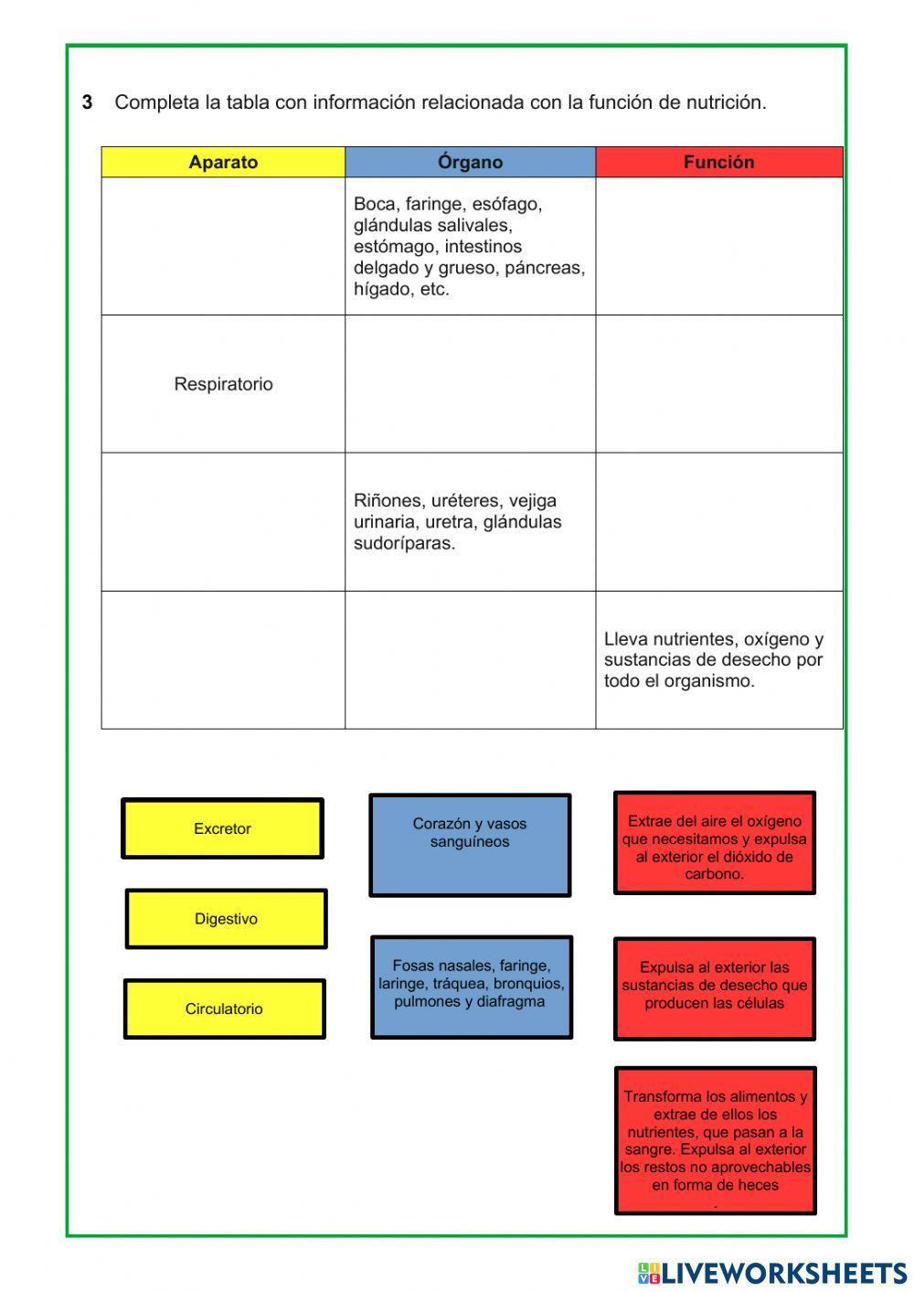 Las funciones vitales del ser humano