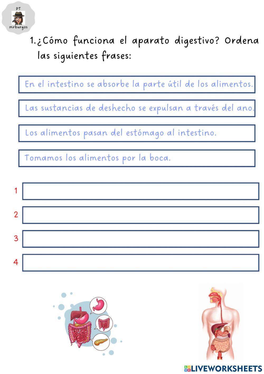 Sistema digestivo y respiratorio