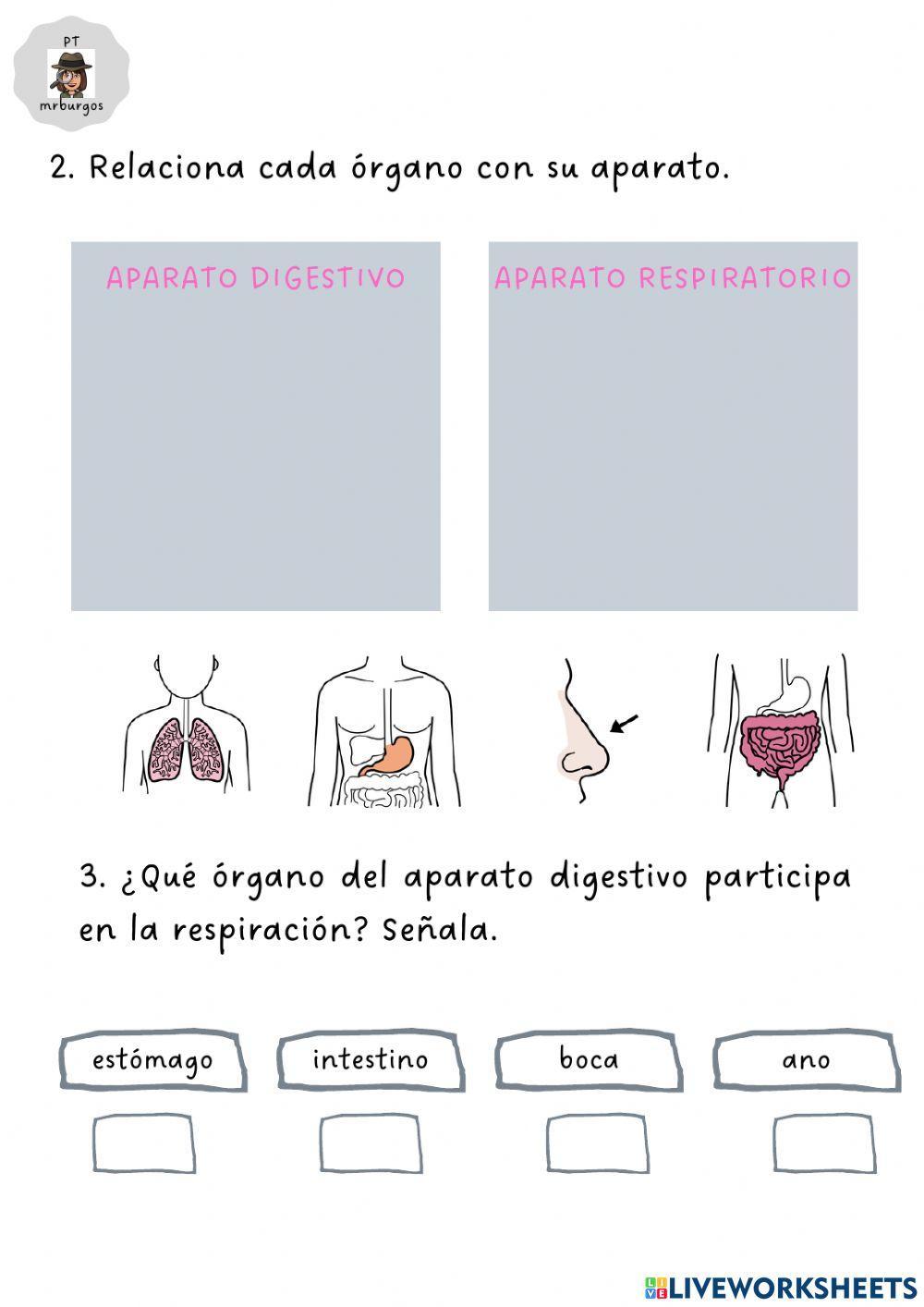 Sistema digestivo y respiratorio