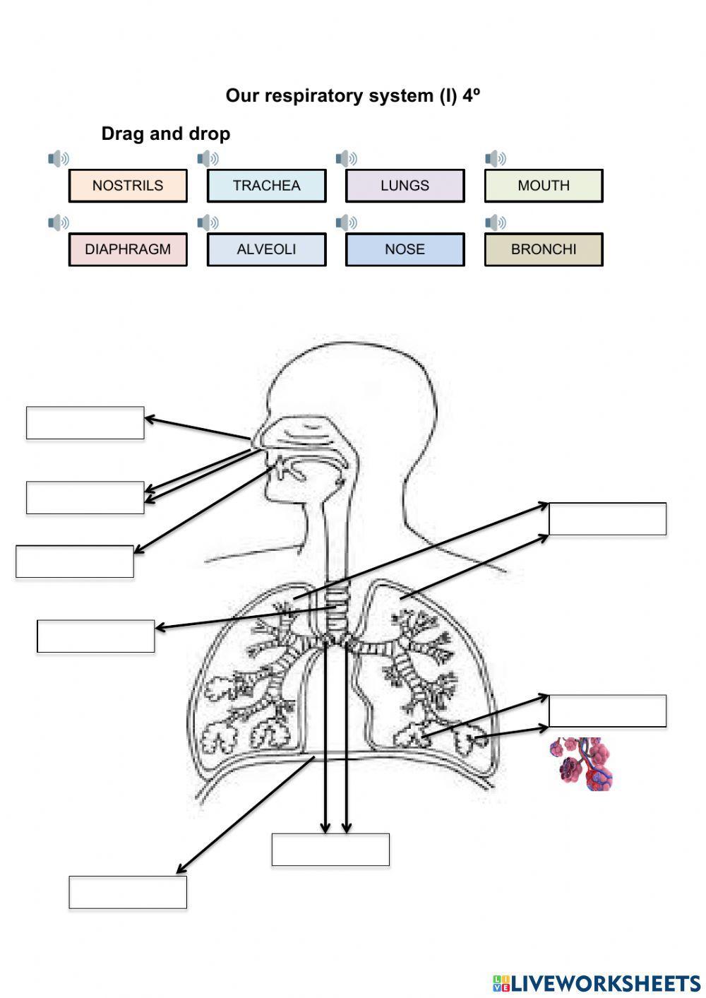 Respiratory system I 4º Respiratory system I 4º