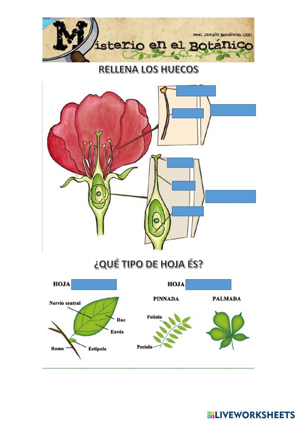 Misterio en el botánico
