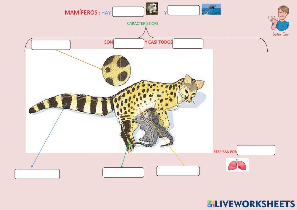 Características de los mamíferos