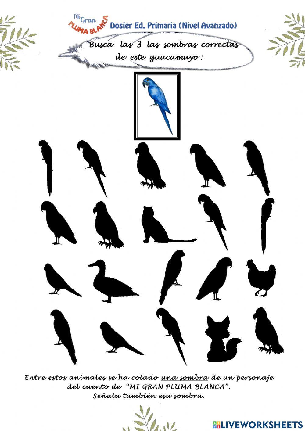 Pluma Blanca Atención y Orientación Espacial Primaria