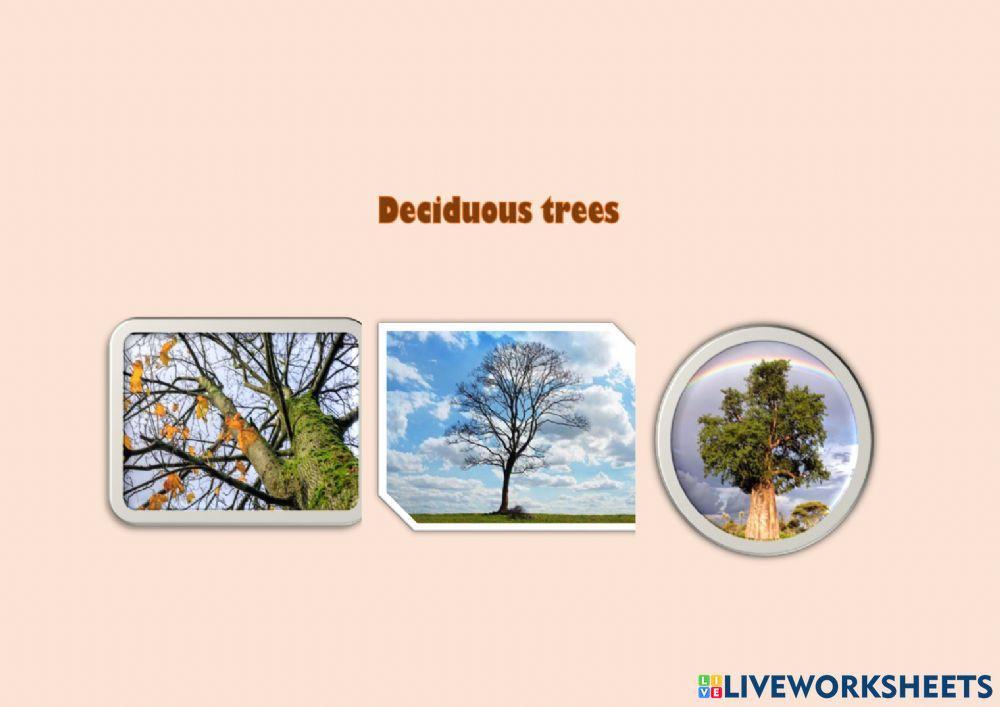 Evergreen and deciduous trees