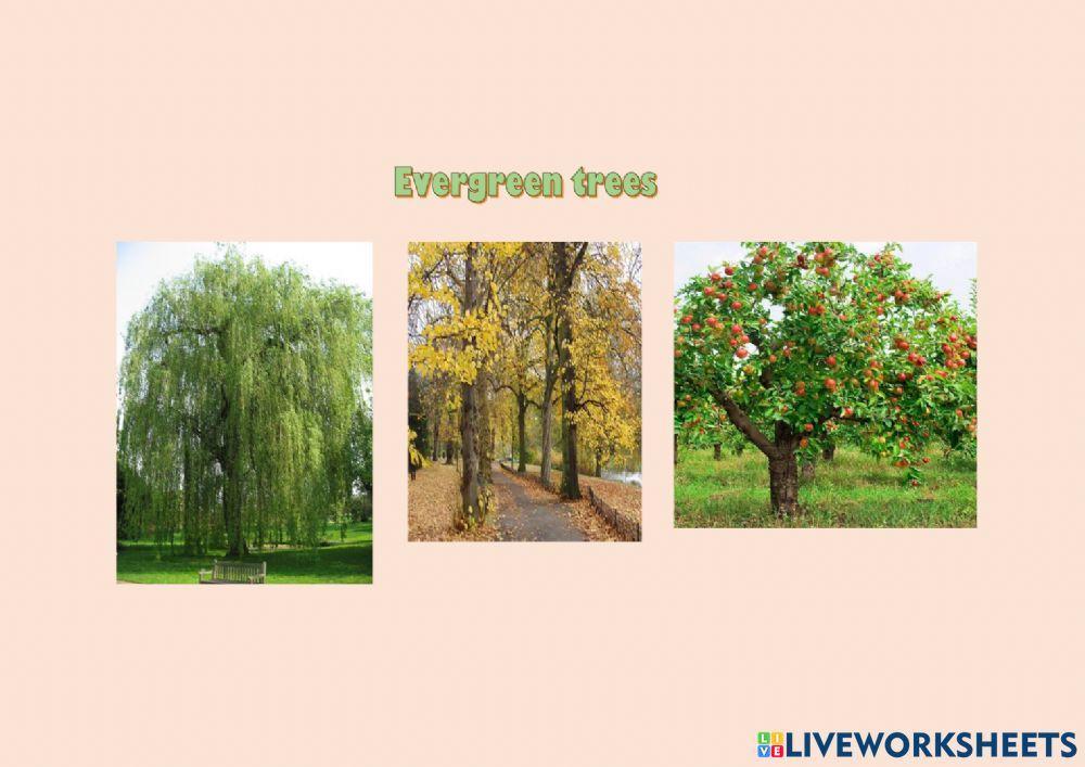 Evergreen and deciduous trees