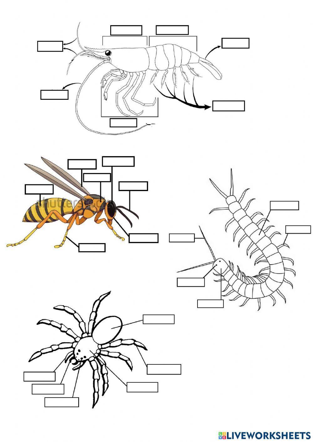 Animales invertebrados (+peces y anfibios)
