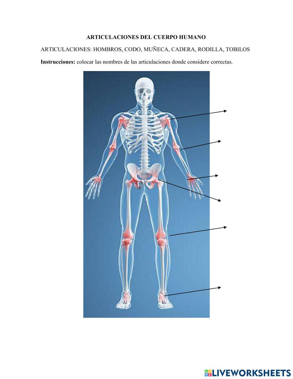 Articulaciones del cuerpo humano