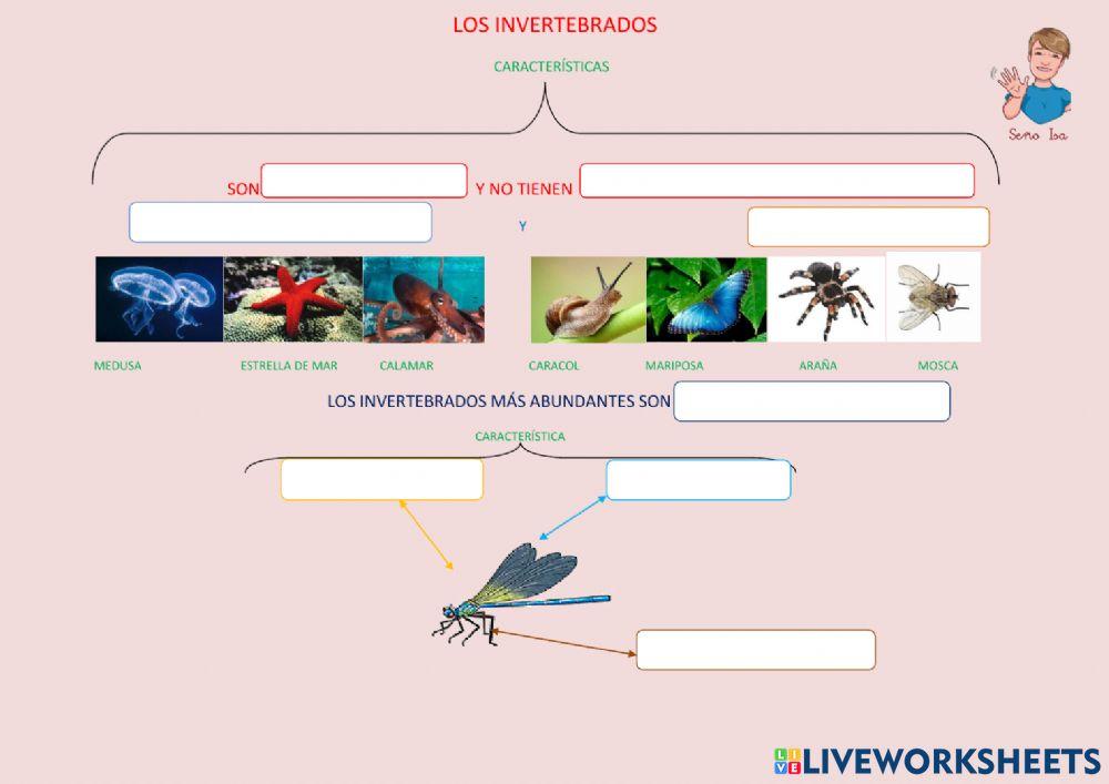 Los invertebrados
