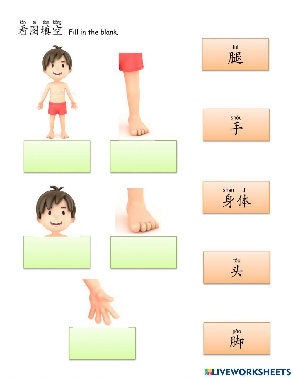 Chinese Language - Parts of the body