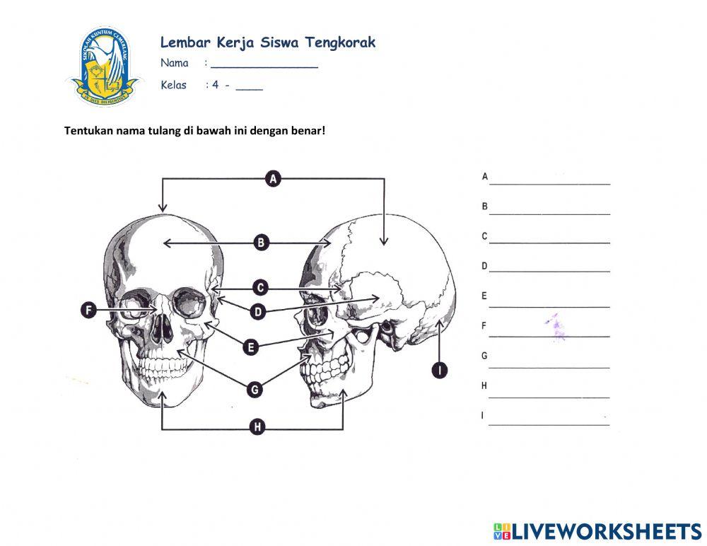 Lembar Kerja Siswa Tengkorak