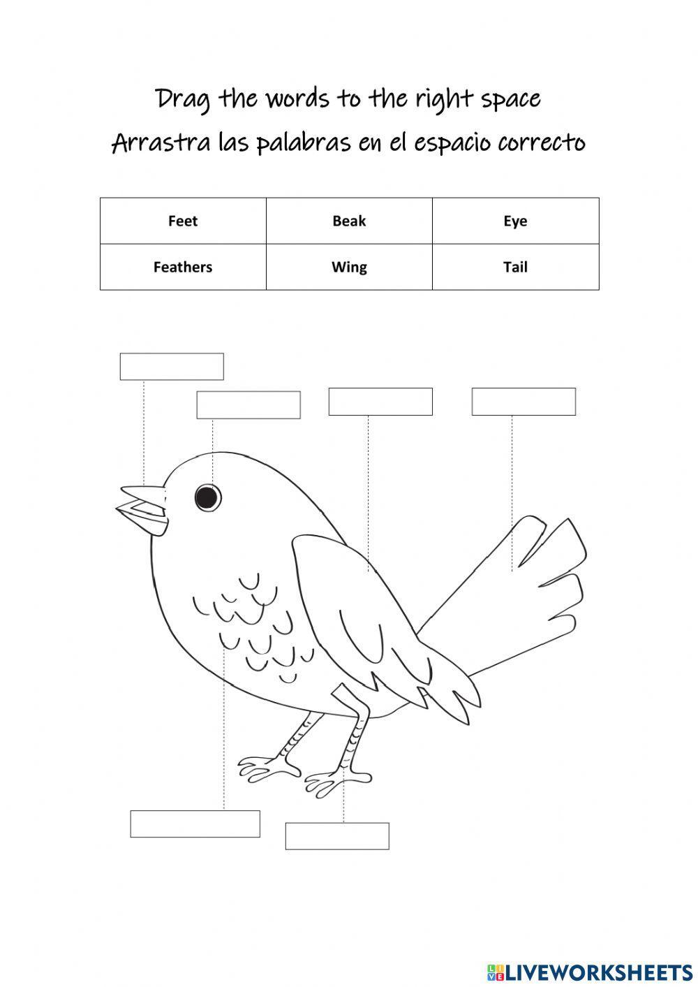 Parts of the bird 1 worksheet | Live Worksheets Parts of the bird 1 worksheet | Live Worksheets