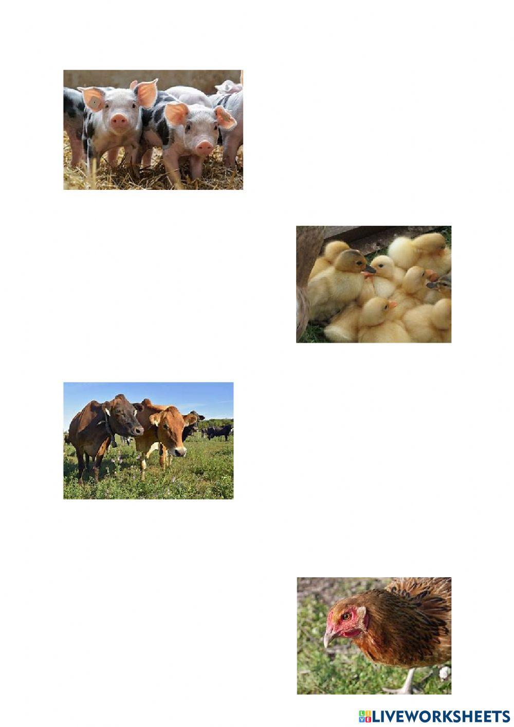 Farm animals