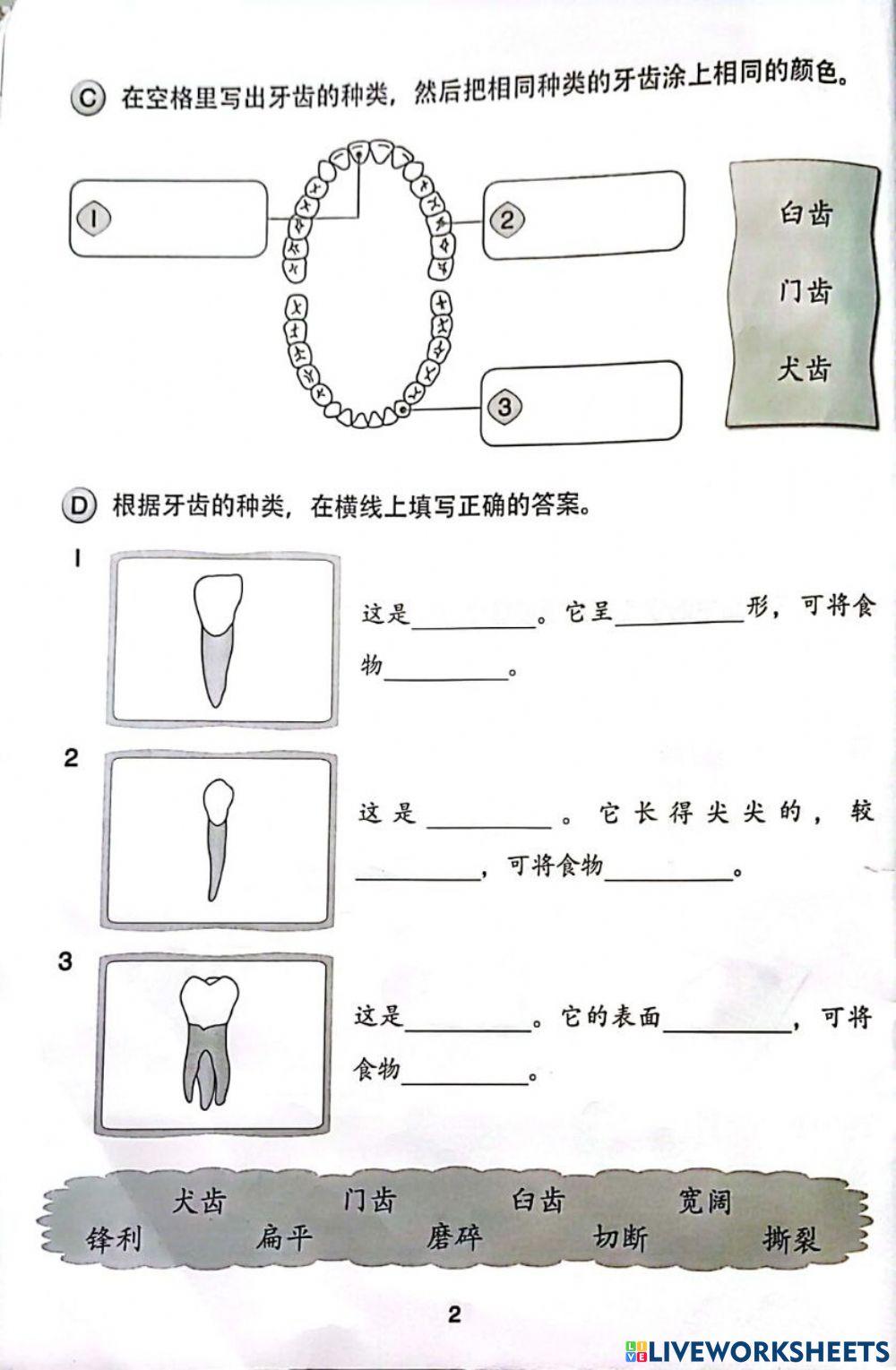 三年级科学：牙齿的种类