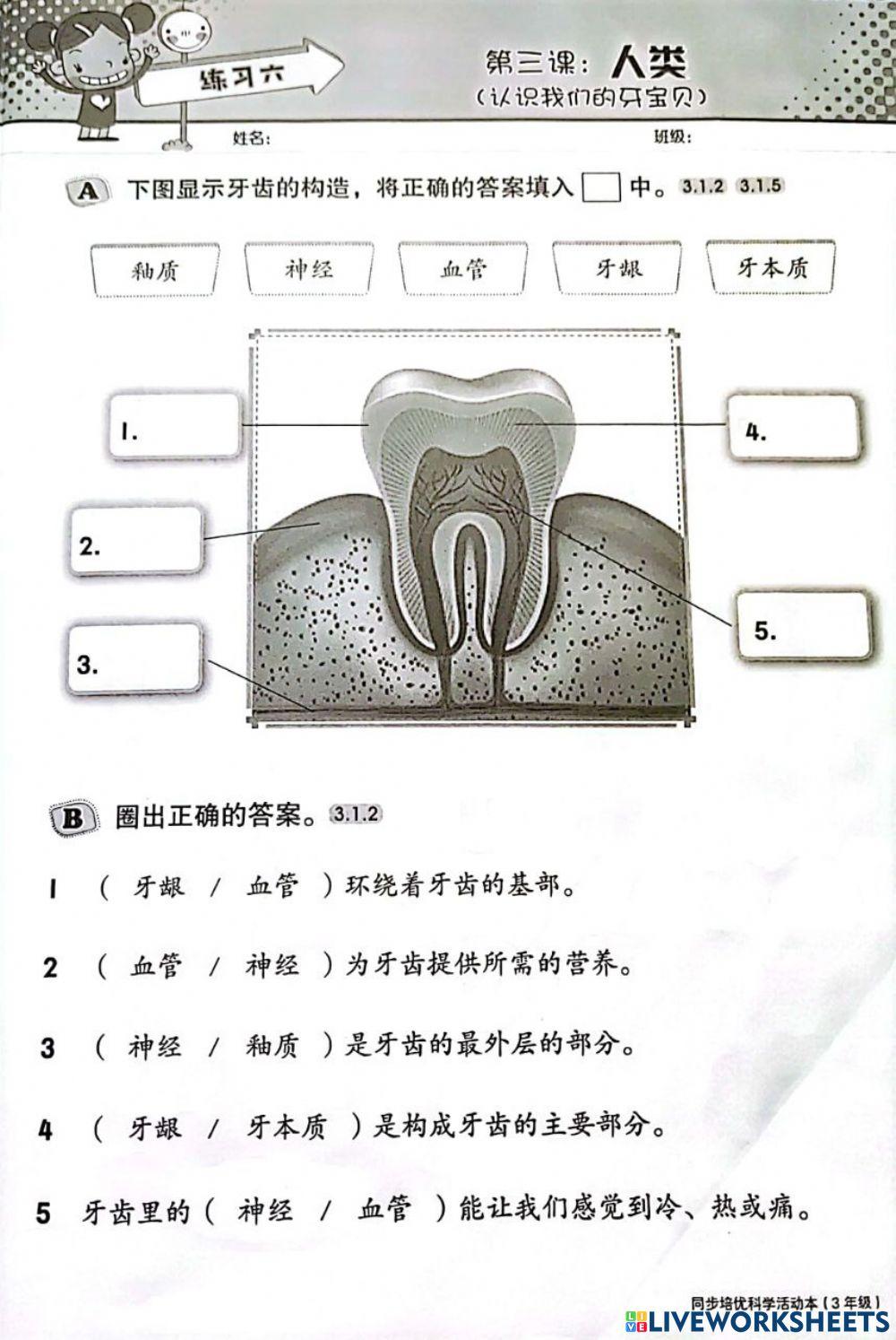 三年级科学:牙齿的构造 三年级科学:牙齿的构造