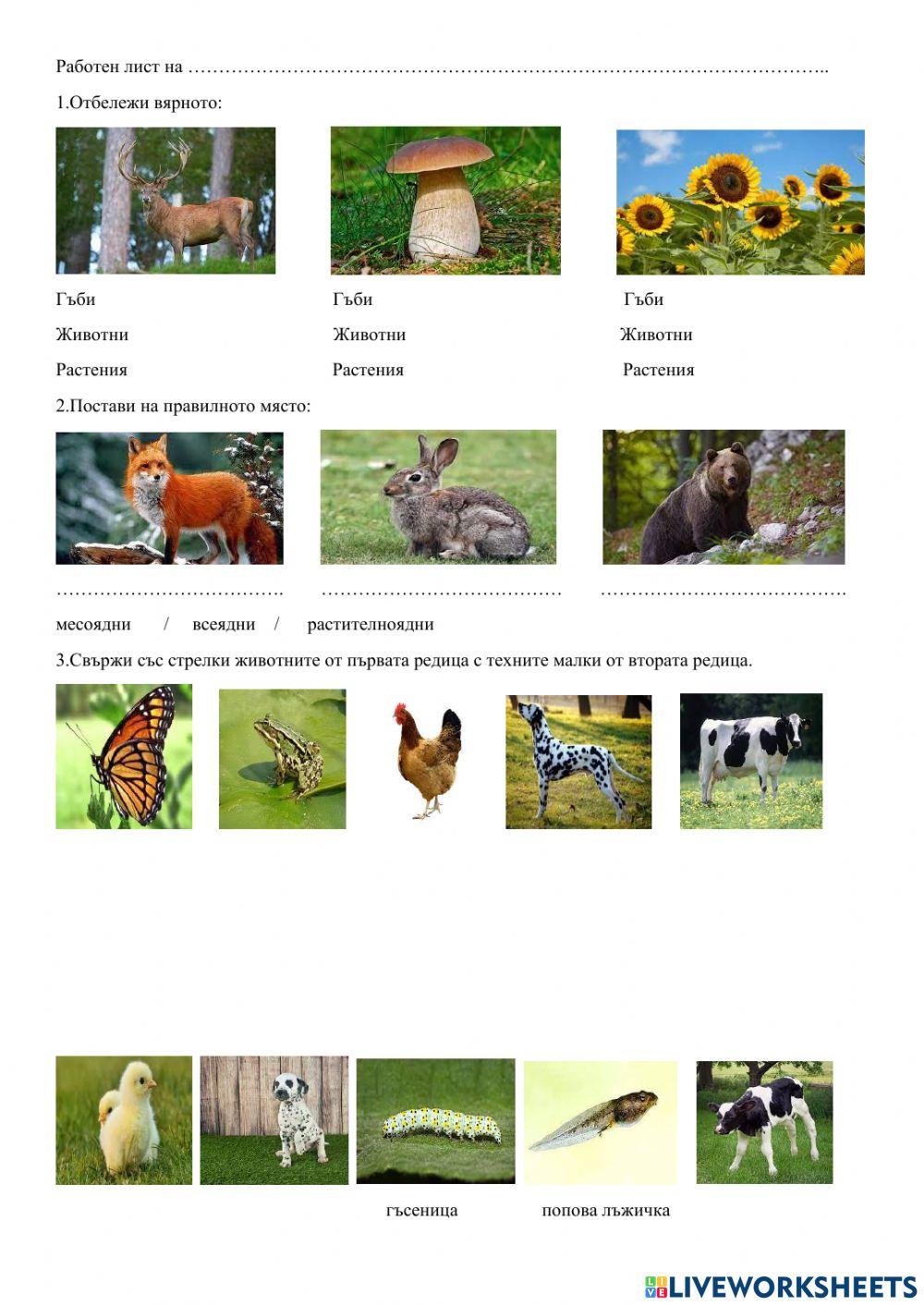 Групиране на организми activity | Live Worksheets
