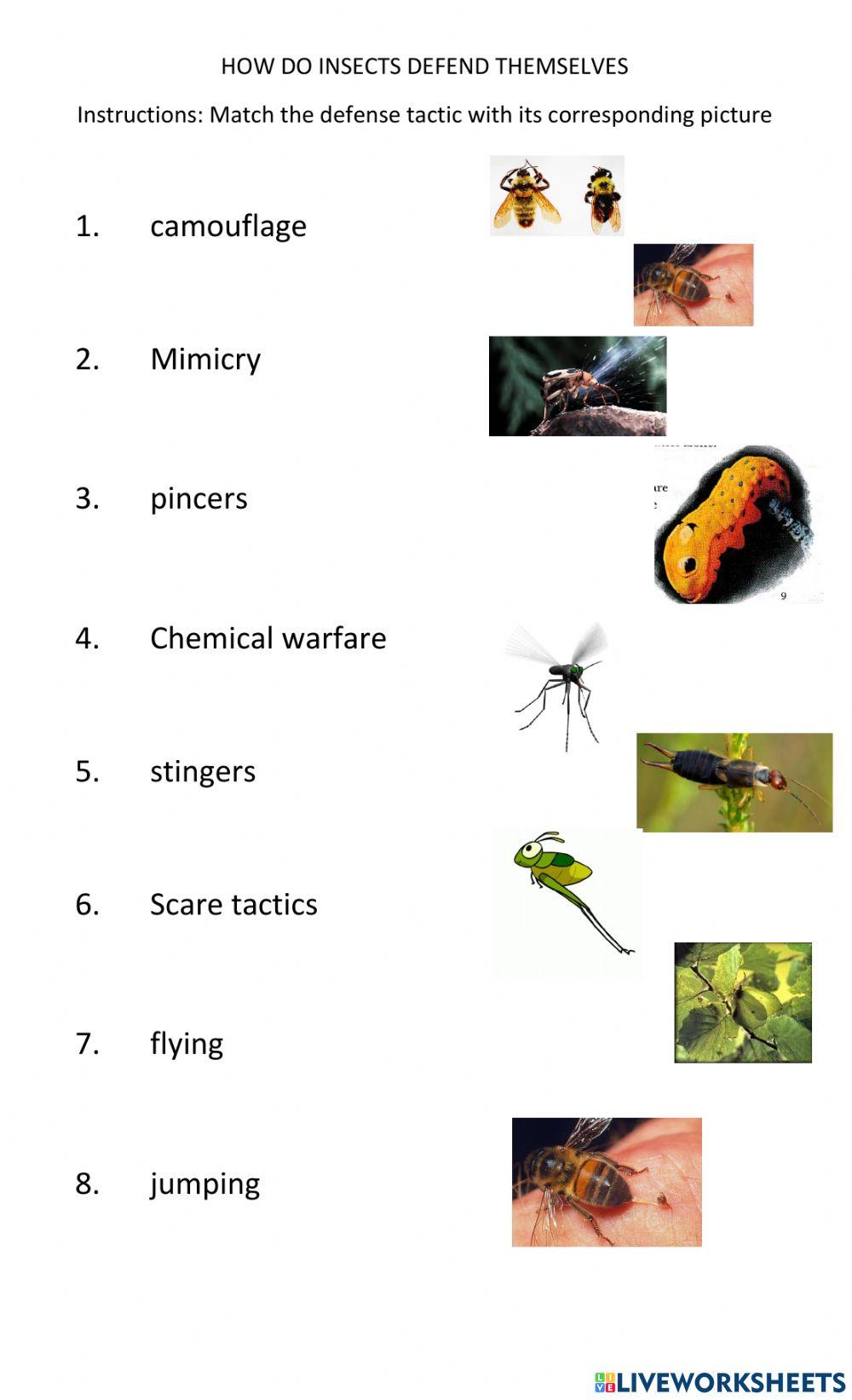 Insects review