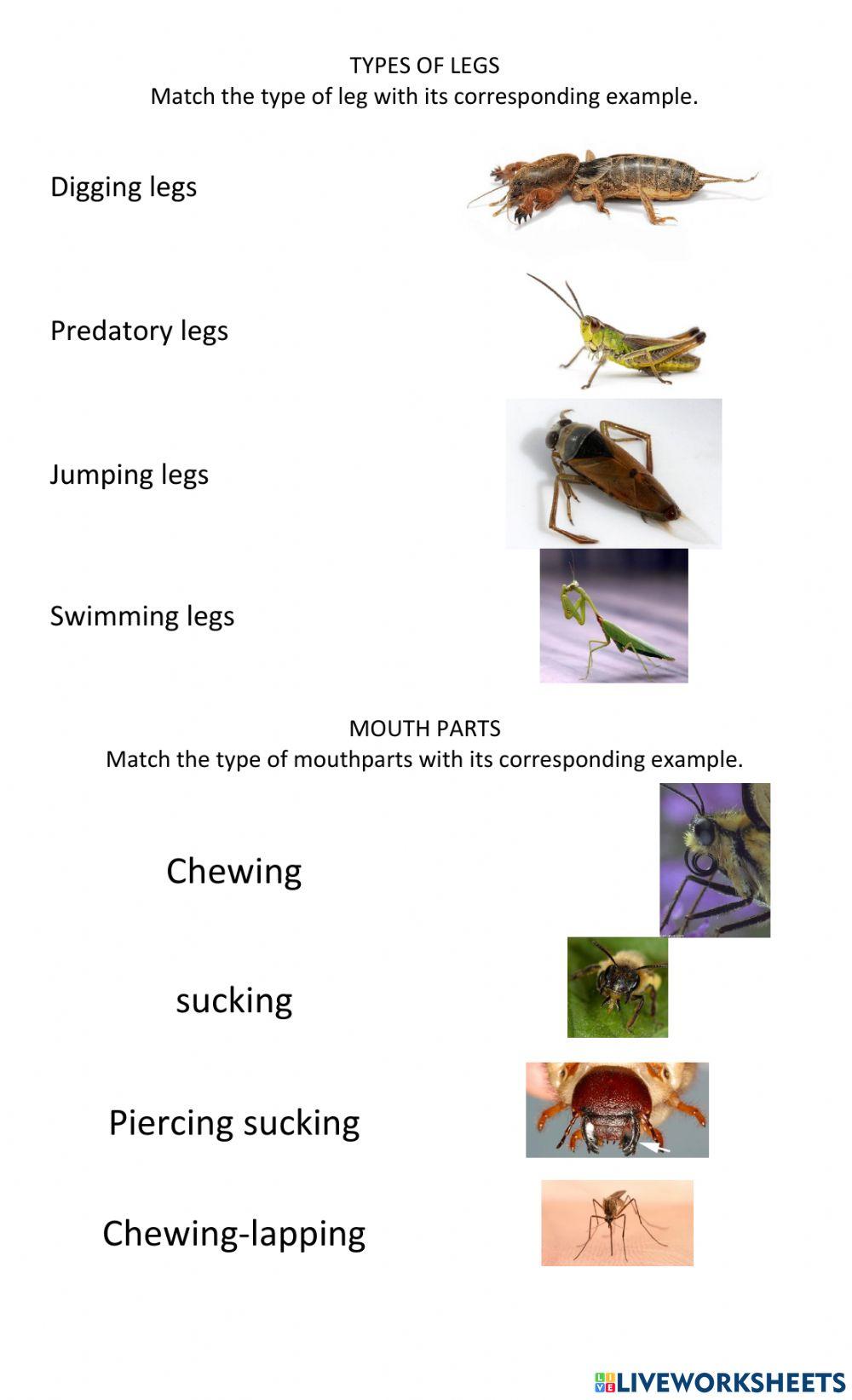 Insects review