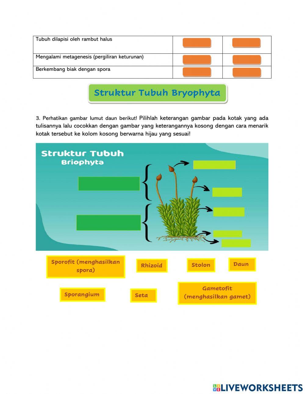 LKPD VIII. 1 PLANTAE (BRYOPHYTA)