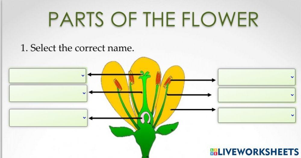 Parts of flower