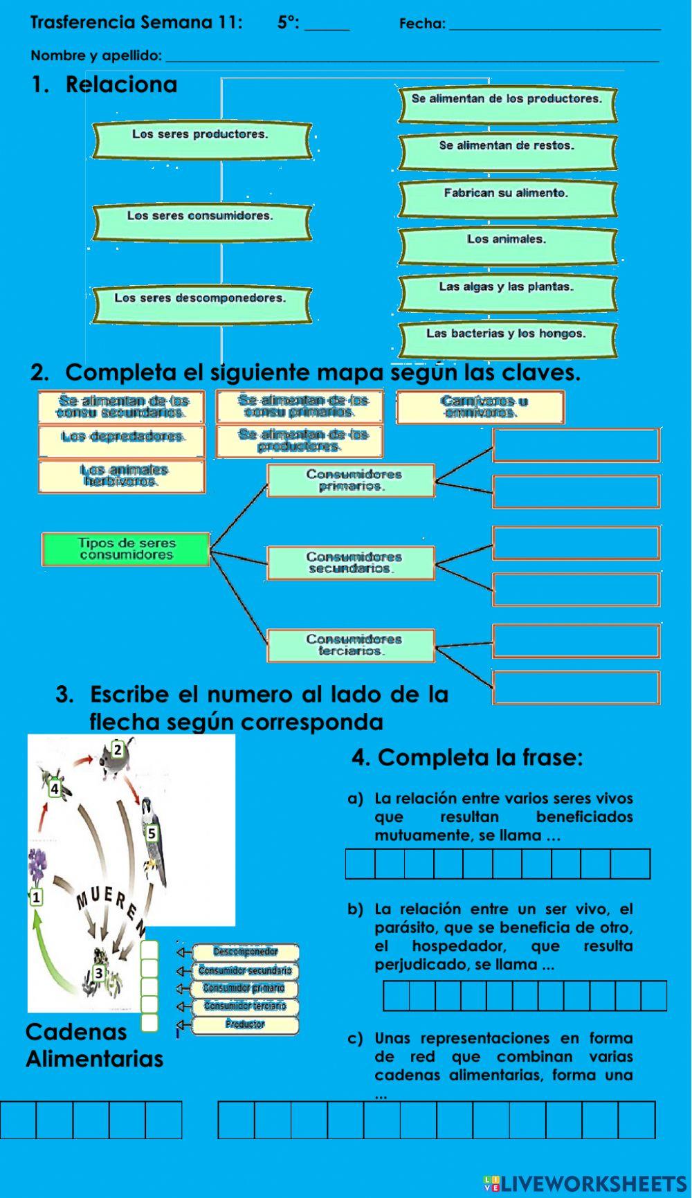 CN-Actividad de transferencia semana 11