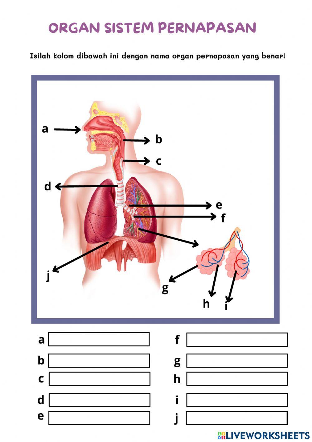 sistem pernapasan (organ pernapasan) 1