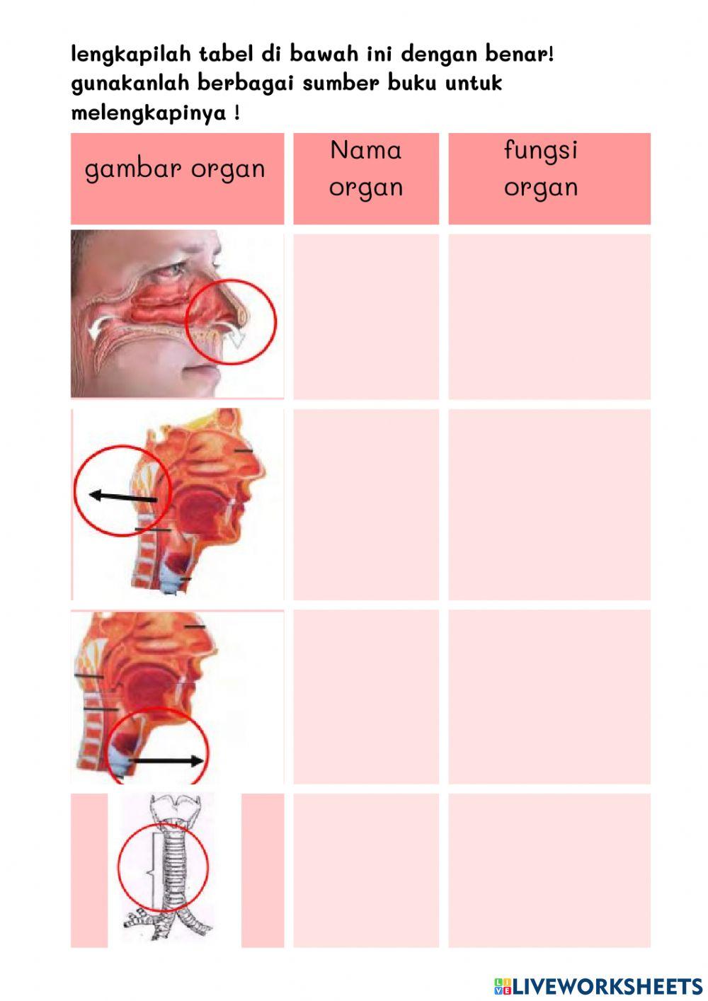sistem pernapasan (organ pernapasan) 1