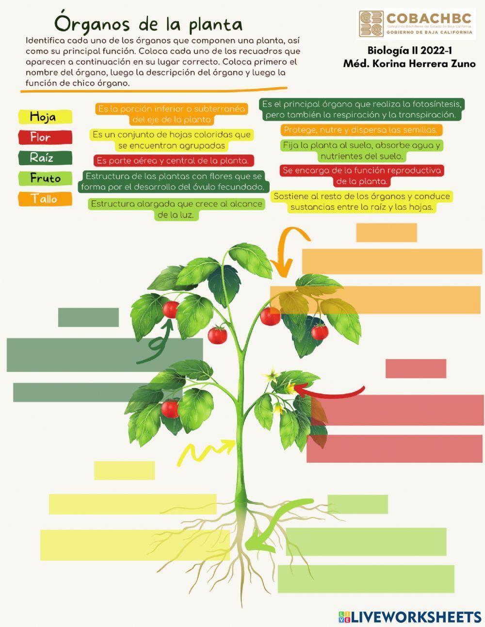 Órganos de la planta Órganos de la planta