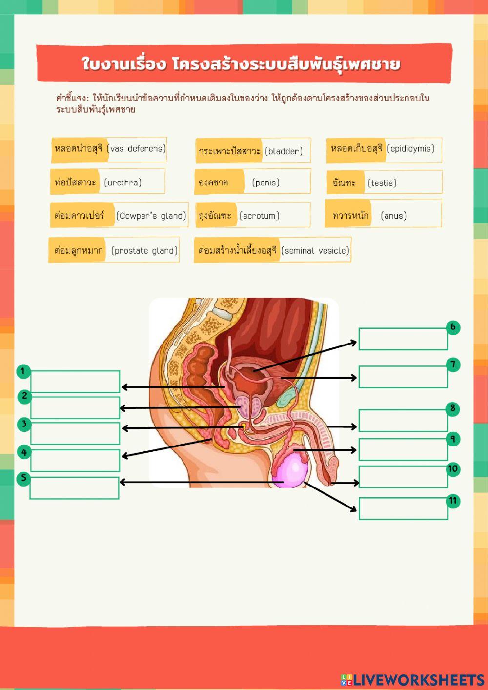 ใบงานเรื่อง โครงสร้างระบบสืบพันธ์ุเพศชาย