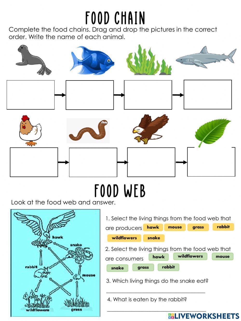 Food Chain Worksheet 2 Biology Diagrams