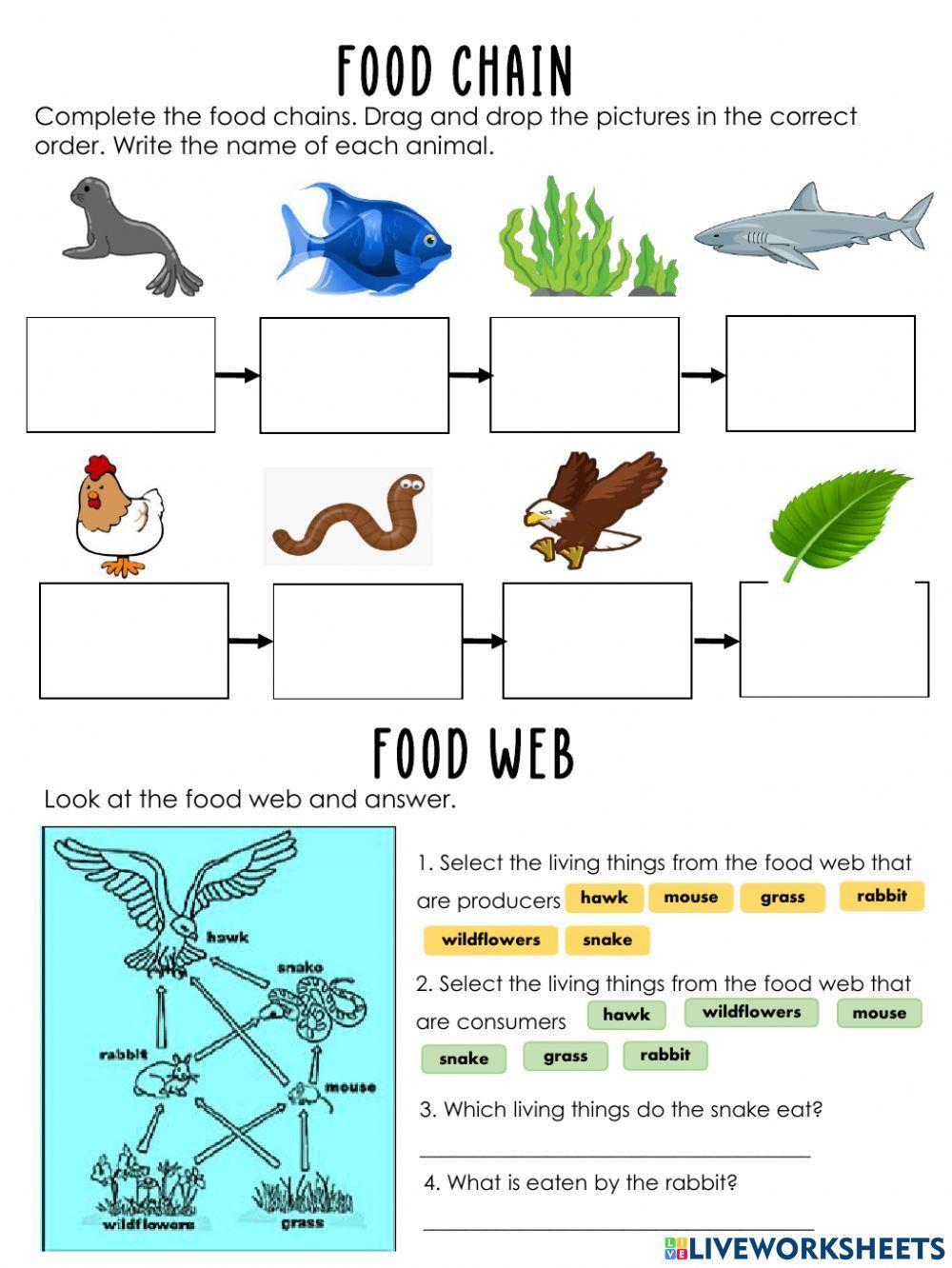 Food Chain Worksheet 2