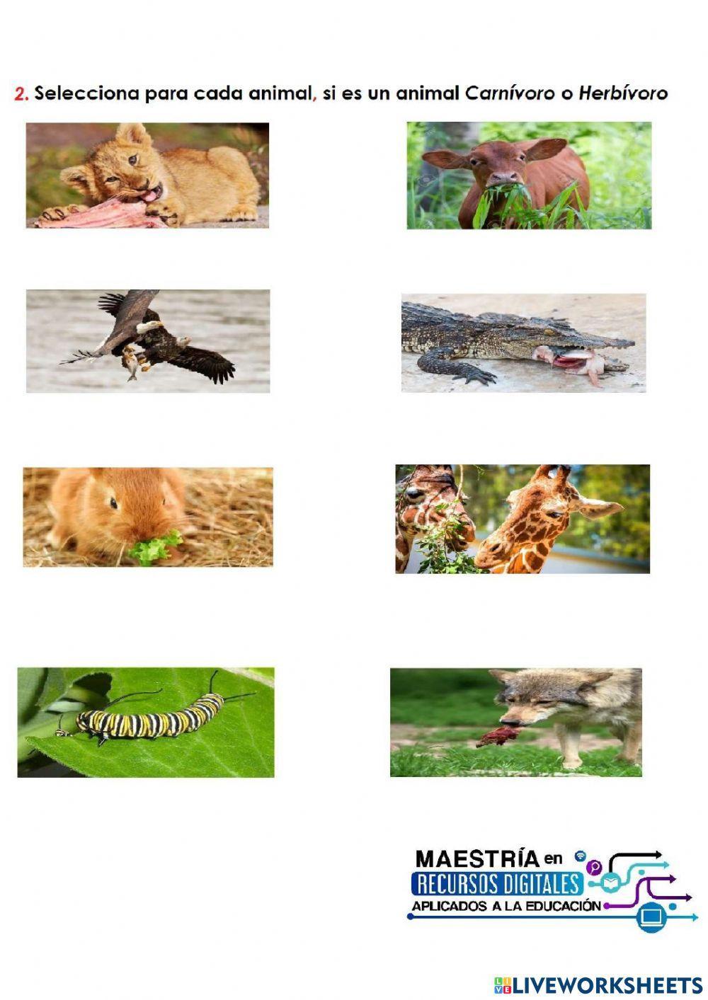 Alimentación de Animales