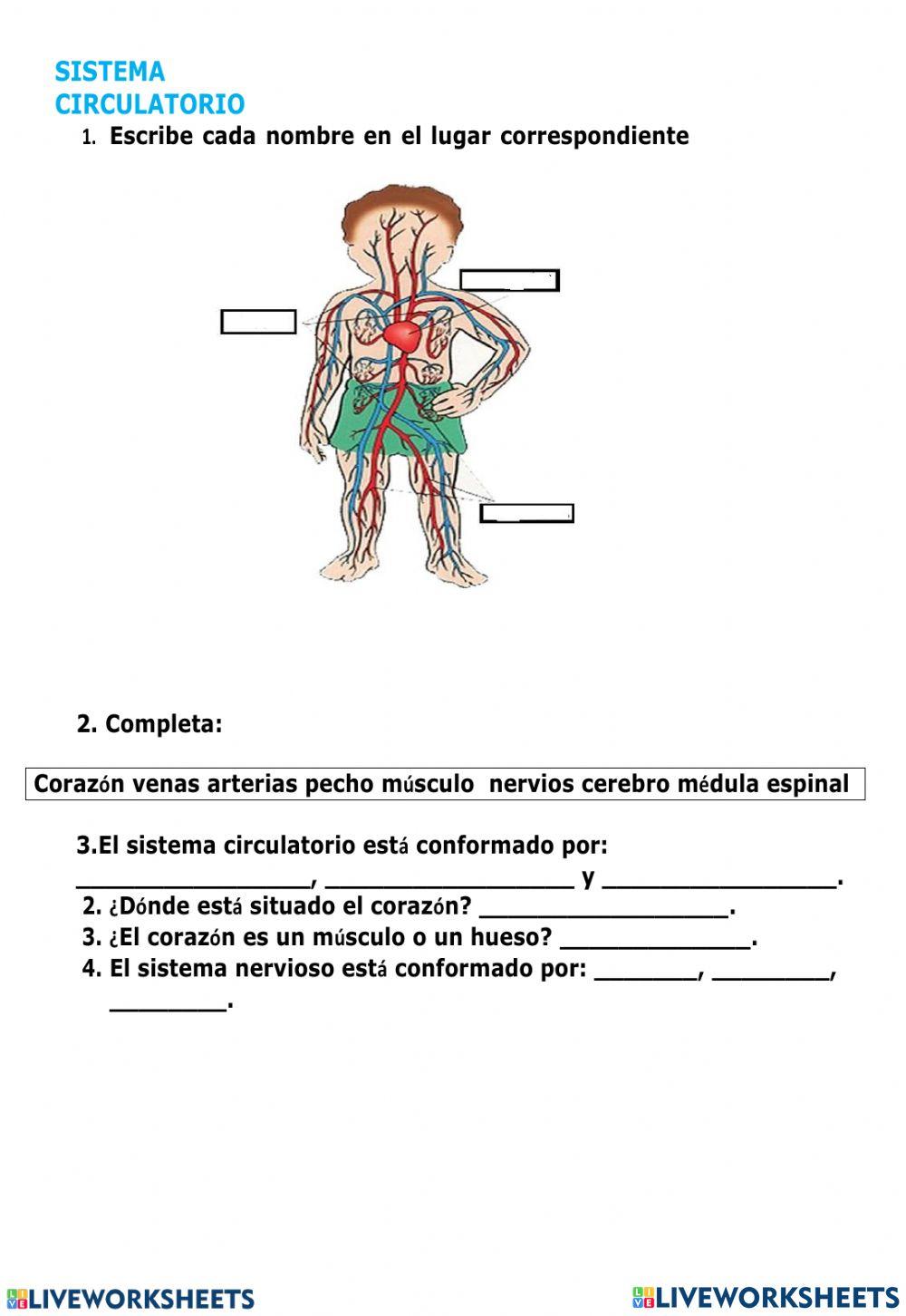 Sistema nervioso y circulatorio