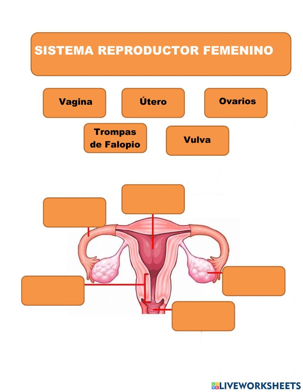 Sistemas reproductores masculino y femenino