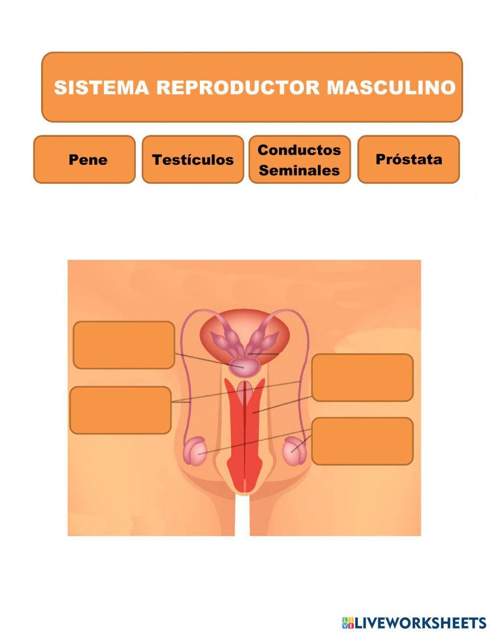 Sistemas reproductores masculino y femenino
