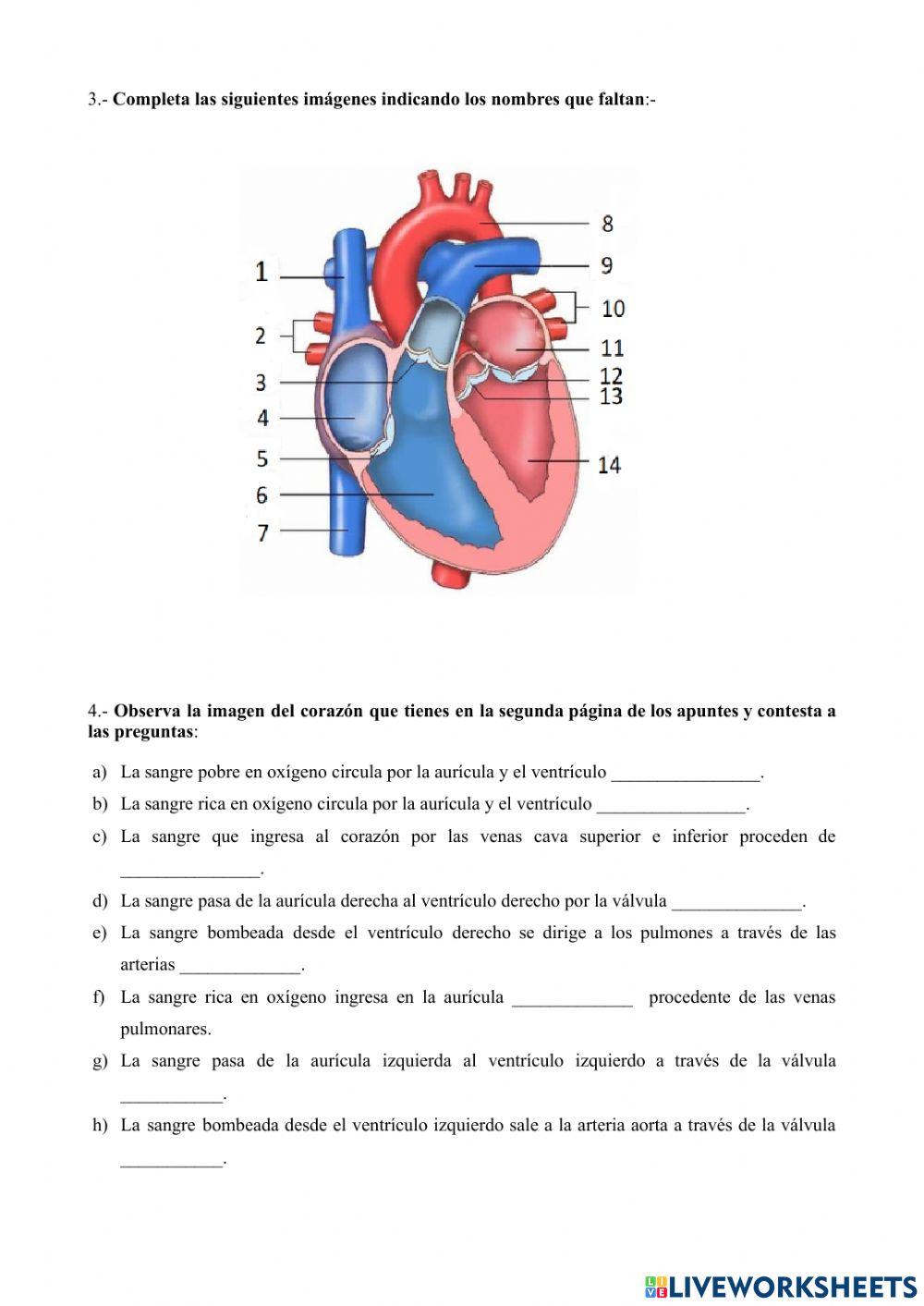 El aparato circulatorio. Generalidades. Anatomía del corazón