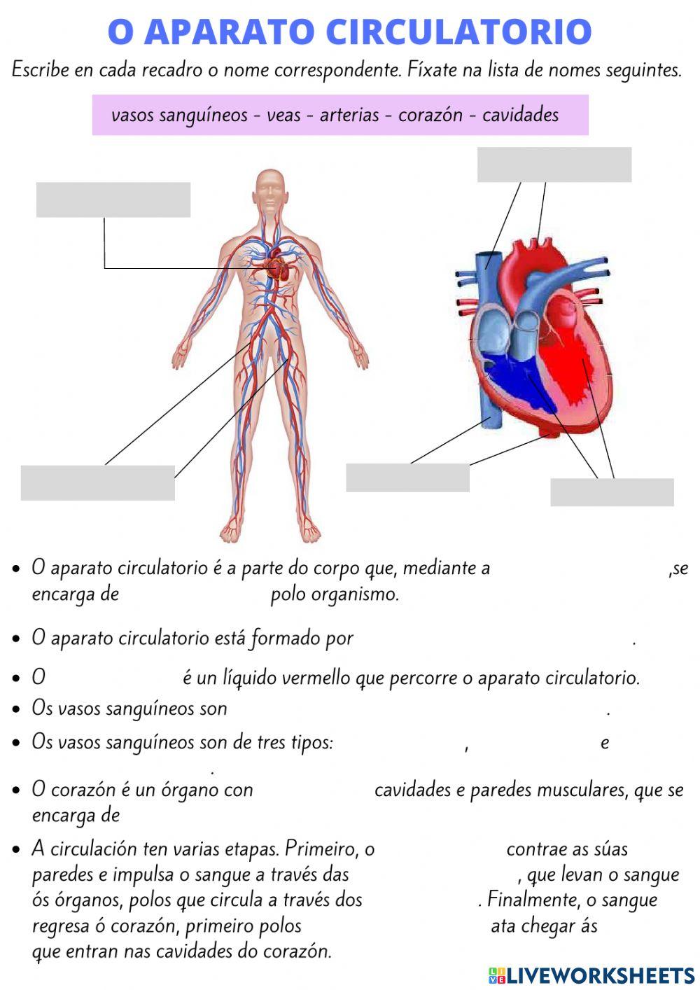 O aparato circulatorio