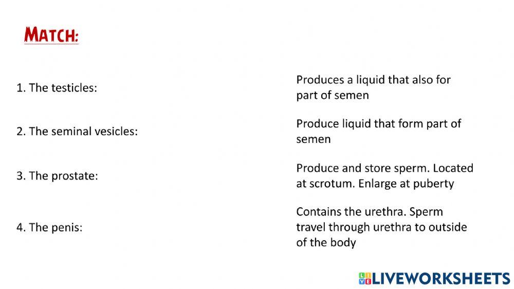 The male reproductive system