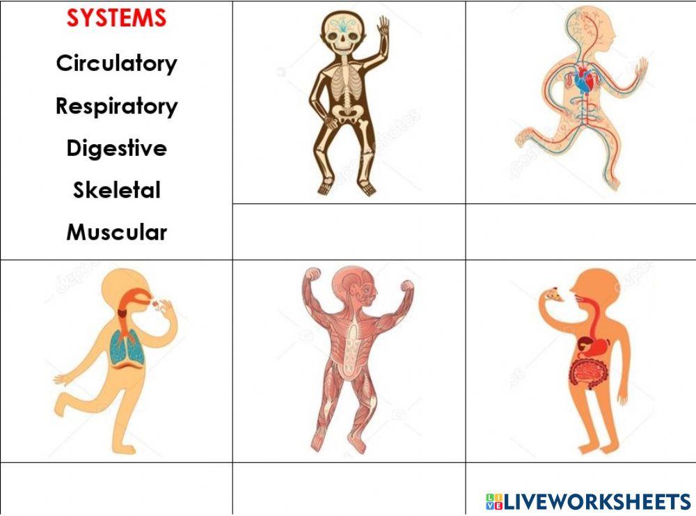 Sistemas del cuerpo