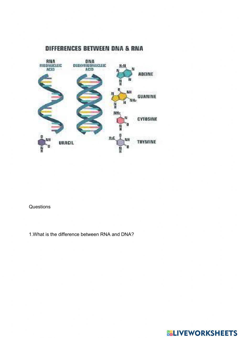 RNA vs DNA