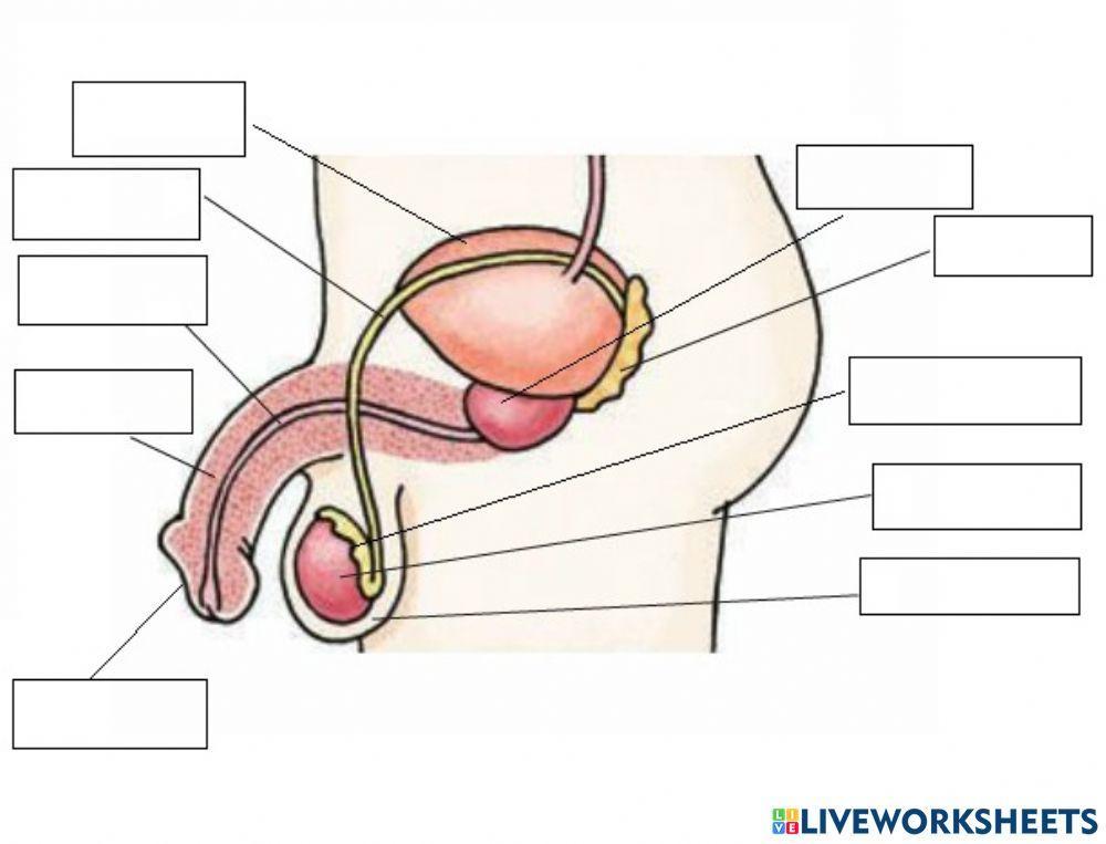 Sisteme reprodructor
