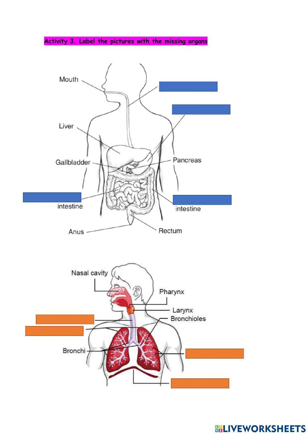 Human body systems review