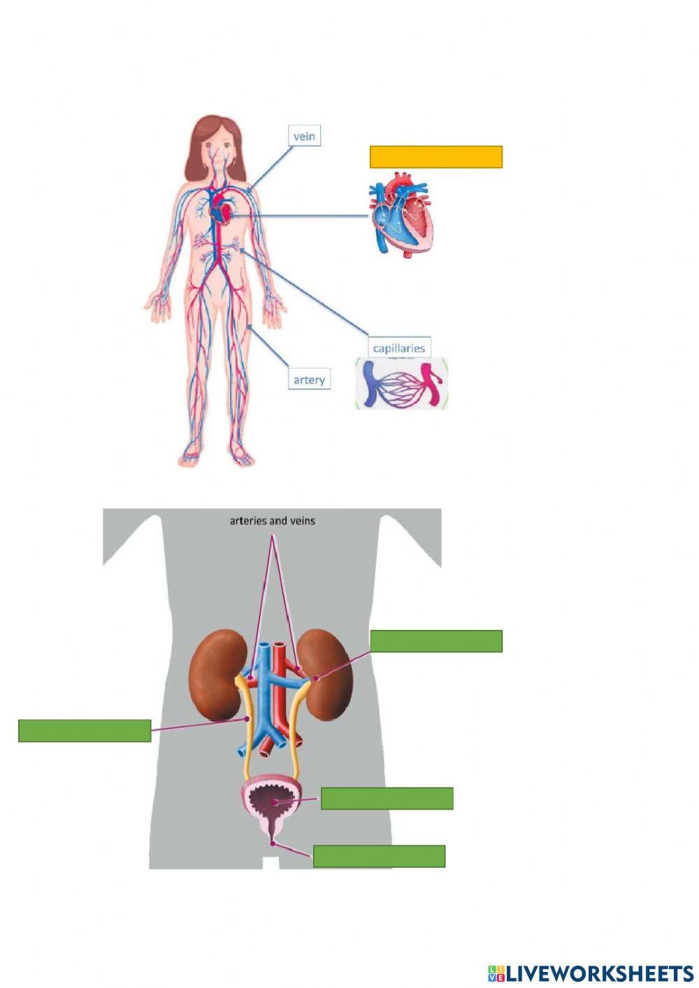 Human body systems review