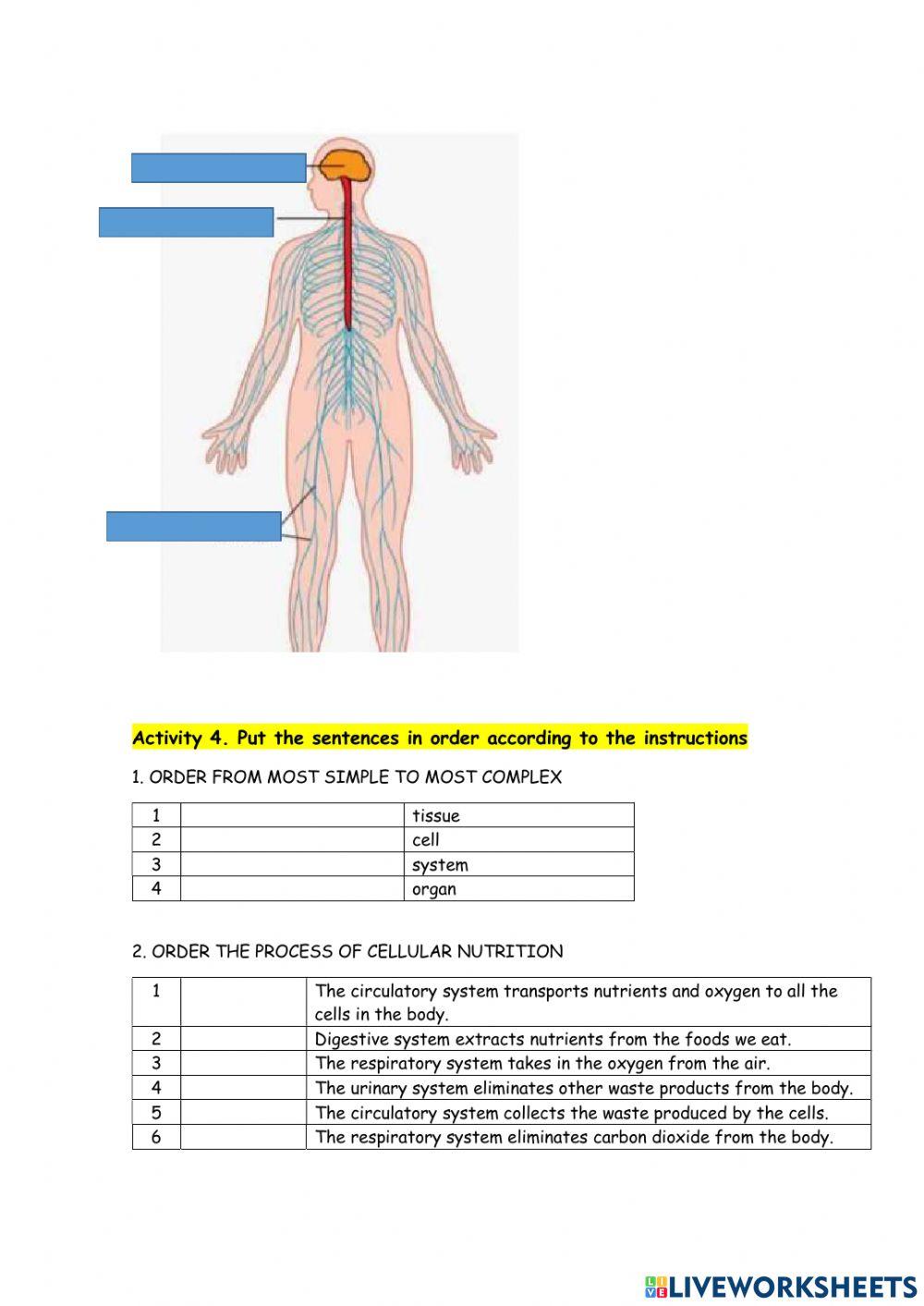 Human body systems review