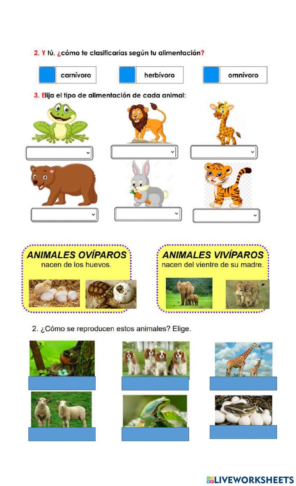 Clasificación animales, profe mariela Clasificación animales, profe mariela