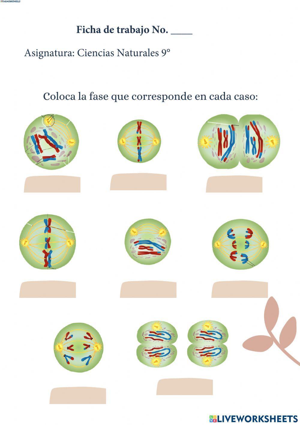 La Meiosis La Meiosis