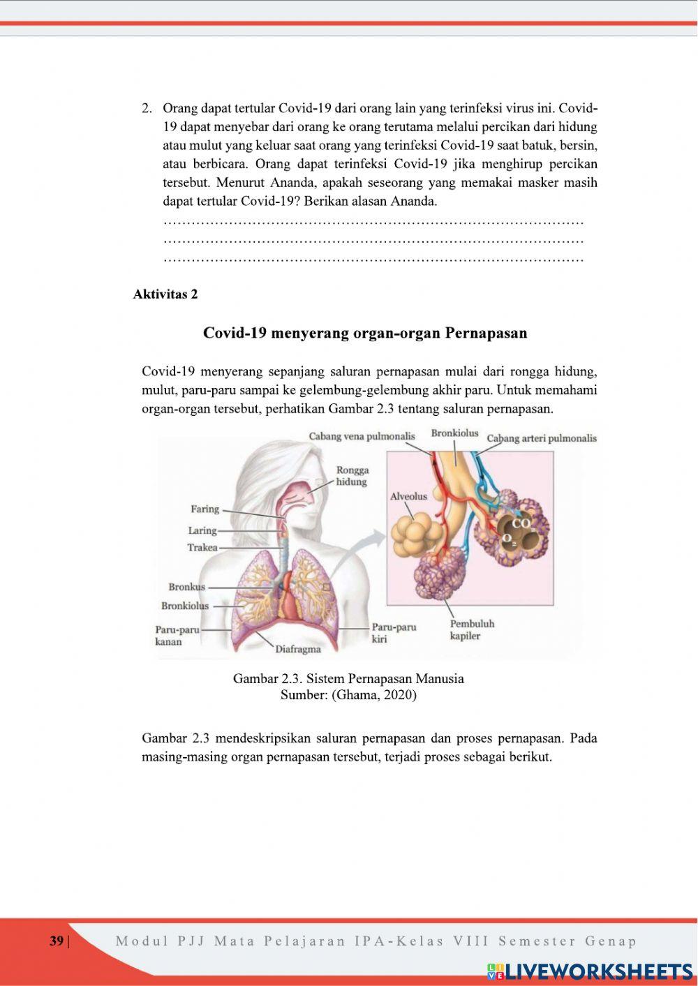 Sistem Pernapasan Pada Manusia