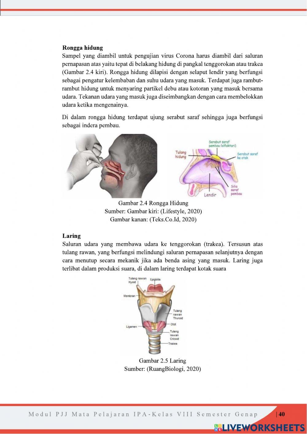 Sistem Pernapasan Pada Manusia